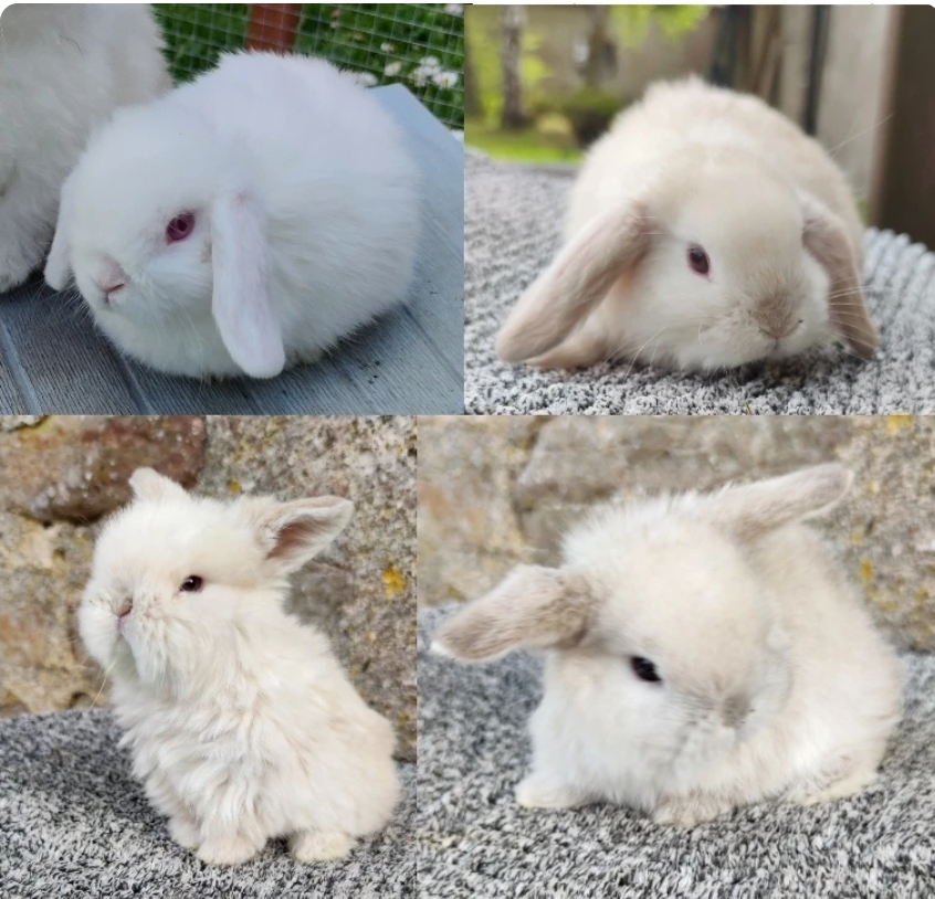 Kull 2025 efter Zelda