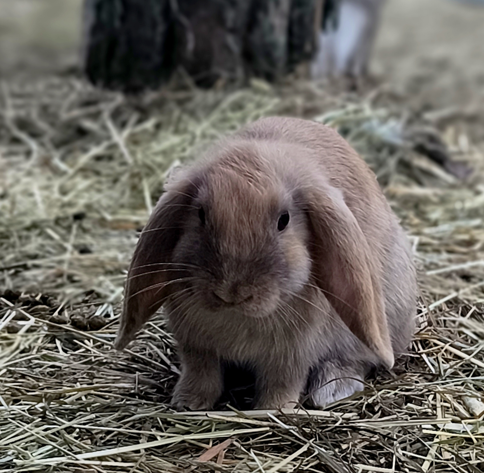 Melly 3 mån