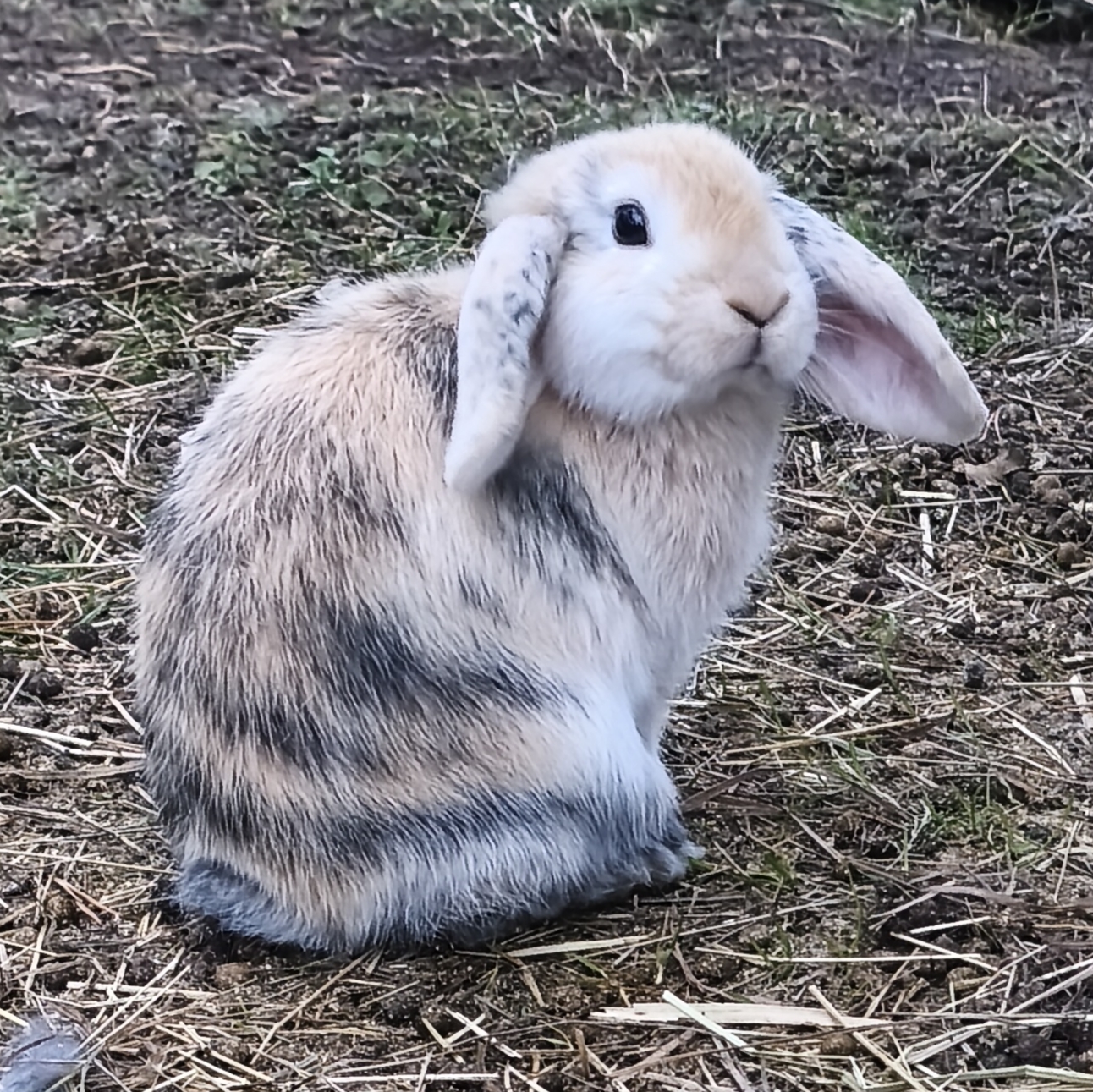 Jolly 3 mån