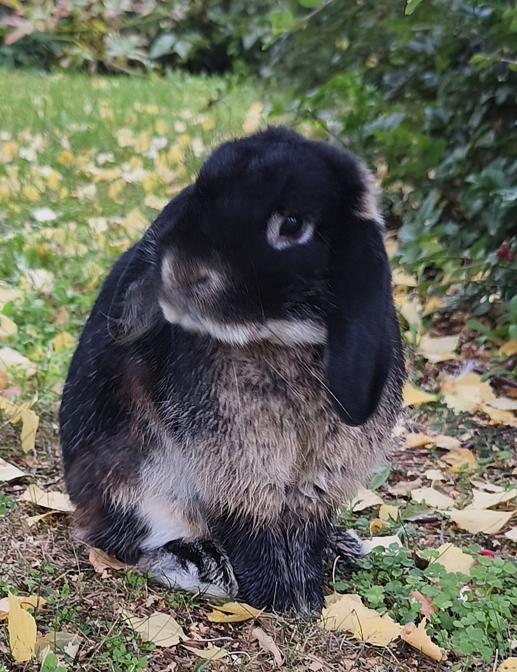 Bumling 18 mån