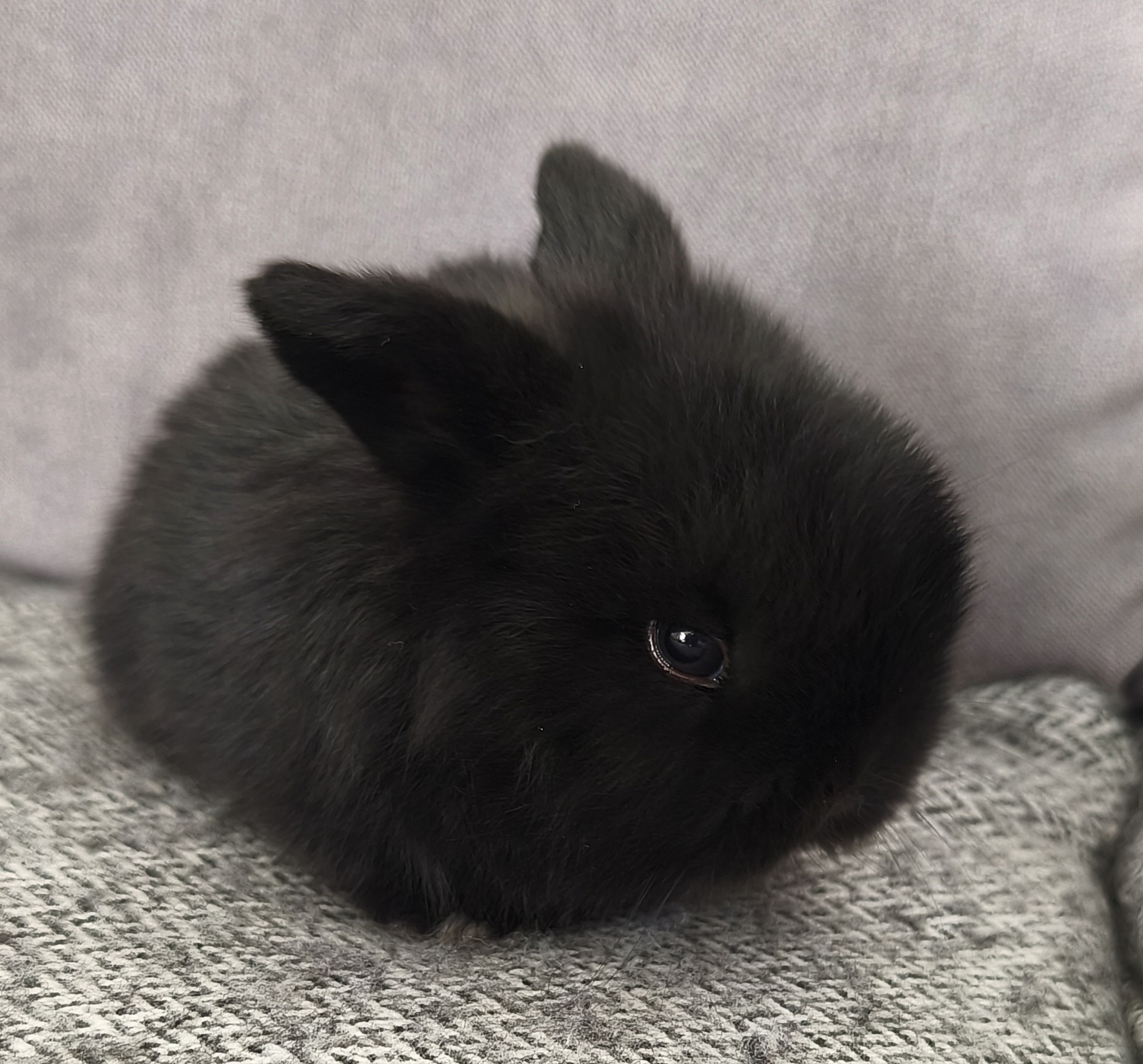Elliot