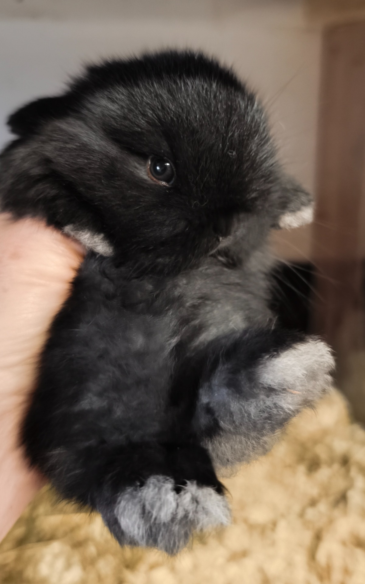 Elliot